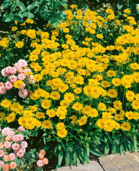 Coreopsis grandiflora 'Sonnenkind', Mädchenauge, gelb, ca. 9x9 cm Topf