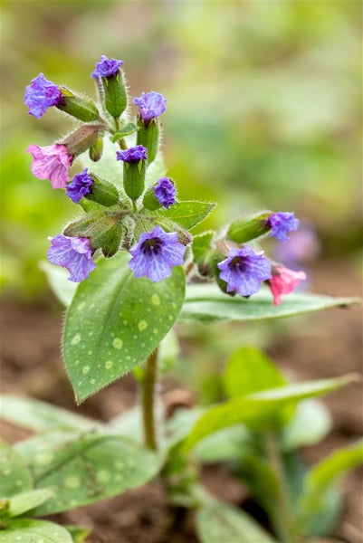Pulmonaria saccharata 'Mrs Moon', Lungenkraut, rosa-blau, ca. 9x9 cm Topf