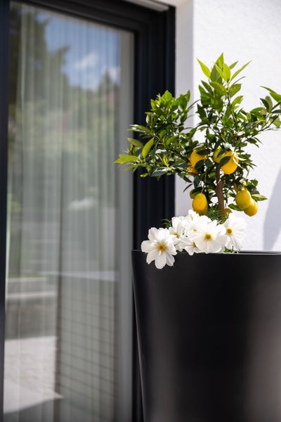 Zitronenbaum in einem hohen, schlichten Pflanzgefäß vor einer Hauswand mit Fensterfront, verziert mit weißen Blüten am Boden.