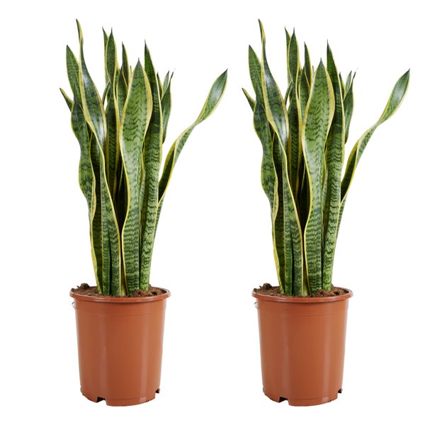 Bloomique - 2er Set - Sansevieria Laurentii - Bogenhanf - Sukkulenten - Zimmerpflanzen Groß - Sehr Pflegeleicht - Höhe 80-100 cm - Topf 21 cm