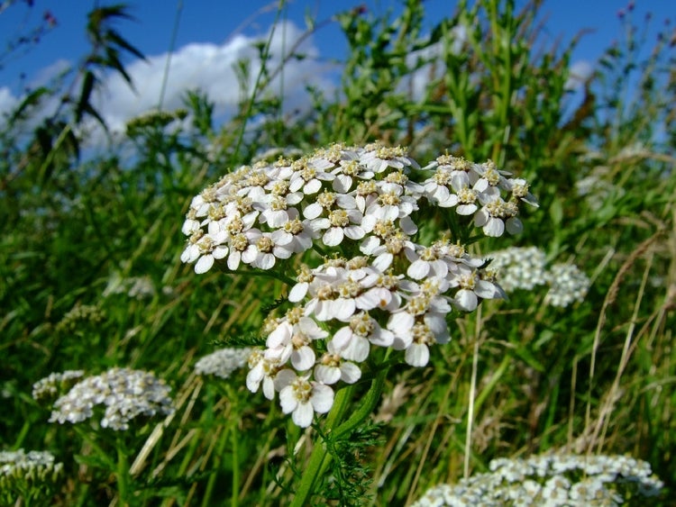 SAFLAX  - Schafgarbe - Achillea millefolium - 200 Samen