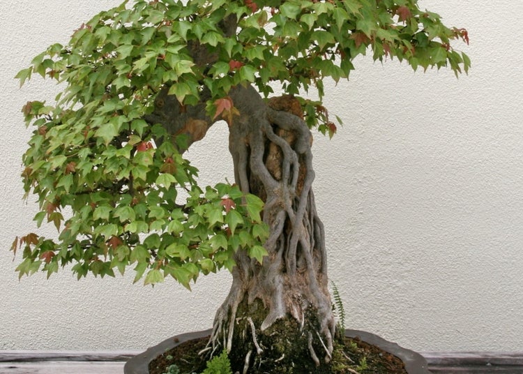 SAFLAX  - Dreispitzahorn - Acer buergerianum - 30 Samen
