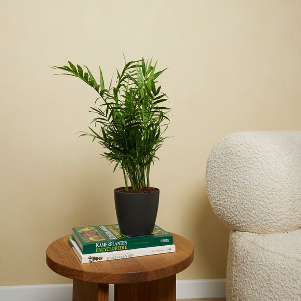 Bloomique - 2er Set - Chamaedorea Elegans - Bergpalme - Zimmerpflanzen - Pflegeleicht - Haustierfreundlich - Höhe 30-40 cm - Topf 12 cm