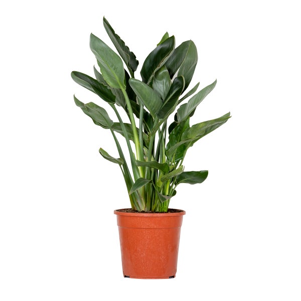 Bloomique - Strelitzia Reginae - Paradiesvogelpflanze - Paradiesvogelblume - Zimmerpflanzen Groß - Luftreinigend - Pflegeleicht - Höhe 80-100 cm - Topf 24 cm