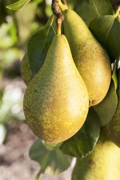 Pyrus communis 'Conferencebirne', Birne, 150–200 cm