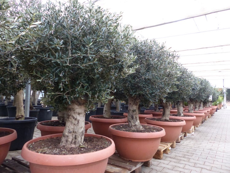 Olivenbäume Olea europaea in großen terracottafarbenen Töpfen in einer Gärtnerei.