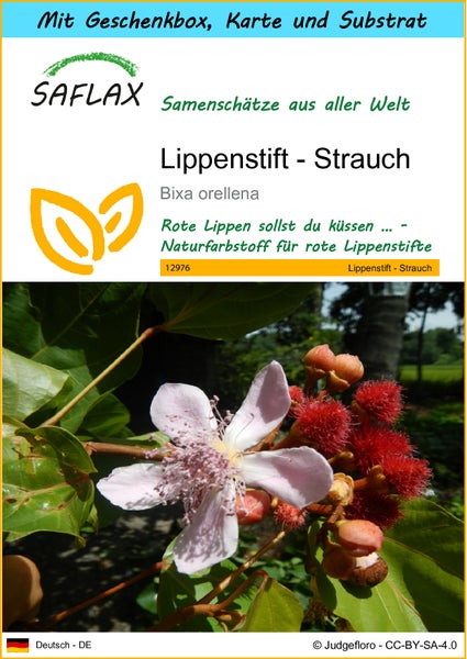 SAFLAX Geschenk Set - Lippenstift - Strauch - Bixa orellena - 20 Samen - Mit Geschenkbox, Versandaufkleber, Geschenkkarte und Anzuchtsubstrat
