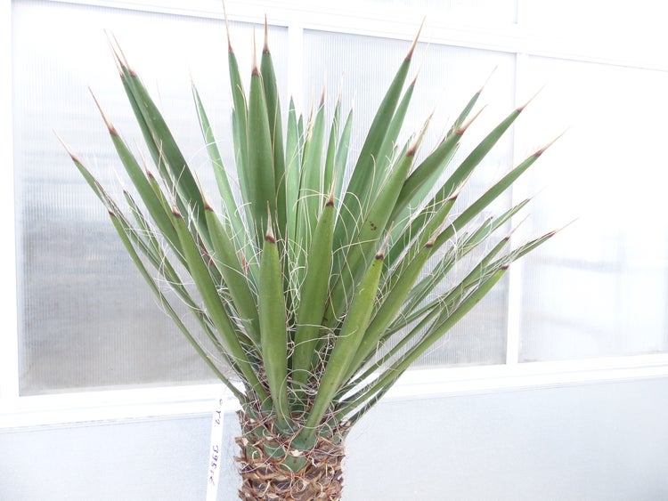 Yucca Filifera, 150 cm Stamm 58 cm Tambasi Yucca, winterhart -13 Grad