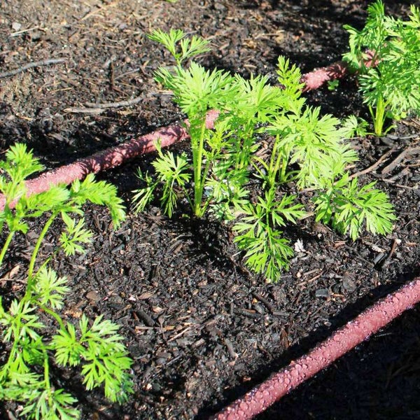 Karottenpflanzen im Gartenbeet mit Bewässerungsschlauch