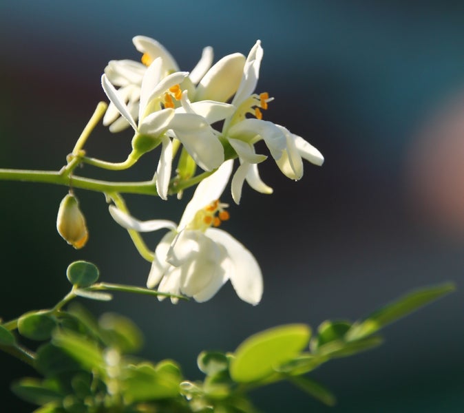 SAFLAX Garden to go - Moringa - Moringa oleifera - 10 Samen - Mit Topf, Klima - Deckel und Anzuchtsubstrat