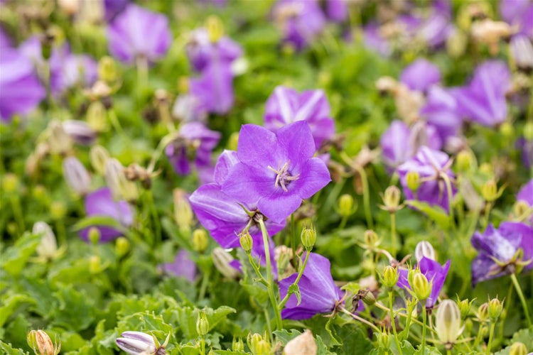 Campanula carpatica 'Blaue Clips', Glockenblume, blau, ca. 9x9 cm Topf