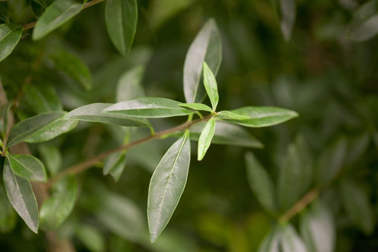 Ligustrum vulgare, Gewöhnlicher Liguster, 20–30 cm