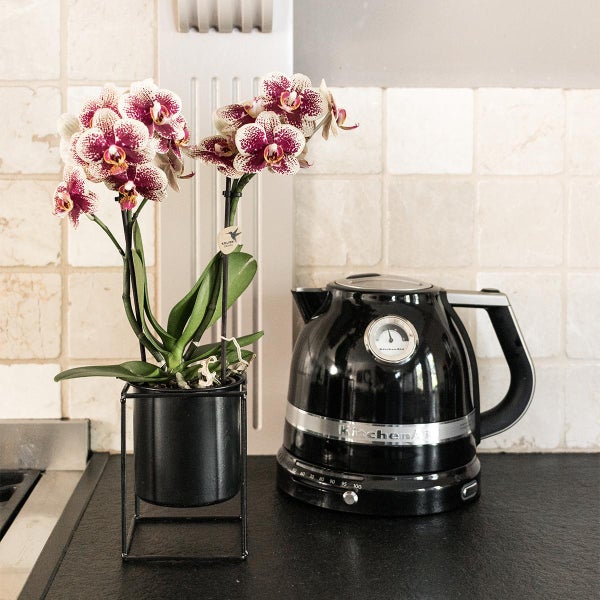 Kolibri Orchids Gelbe rote Phalaenopsis-Orchidee Spanien Topfgröße 9cm blühende Zimmerpflanze frisch vom Züchter