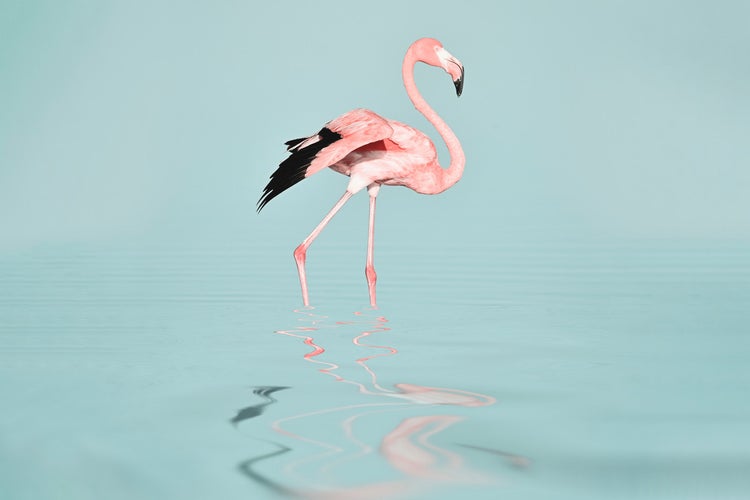 Ein Flamingo steht im Wasser.