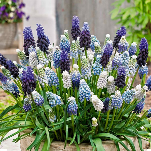 Bloomique – 50er-Mix – Muscari-Mix – Traubenhyazinthe – blaue Trauben – weiß, blau – Blumenzwiebeln – Frühlingsblüte – mehrjährige Pflanzen – wird 10–15 cm groß