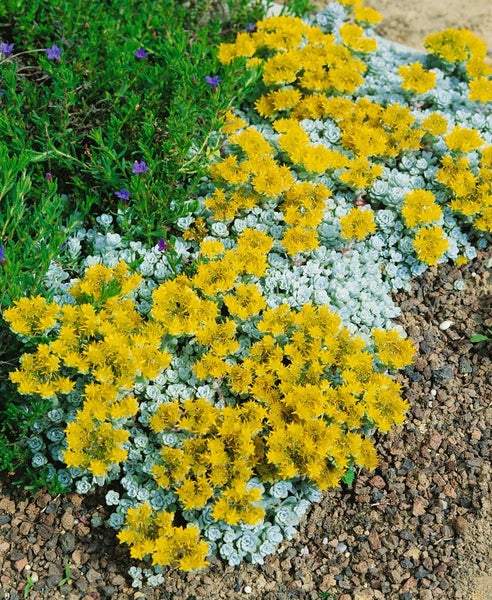 Sedum spathulifolium 'Cape Blanco', silbergrau, ca. 9x9 cm Topf
