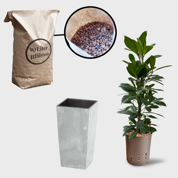 Eine Pflanze, ein Sack Blähton mit 10 Liter Inhalt und ein Pflanzgefäß.