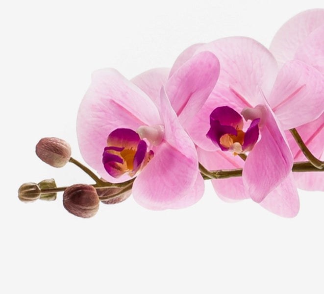 Nahaufnahme einer Orchidee mit rosafarbenen Blüten und einem dunkleren Kern.