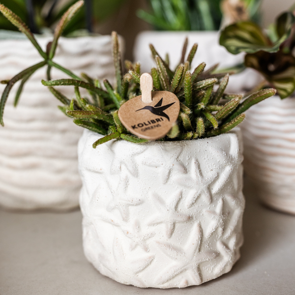 Kolibri Company Set Star Fish small Weiße Phalaenopsis Orchidee Lausanne und Sukkulente inkl. Keramik-Ziertöpfe auf weißem organischen Tablett