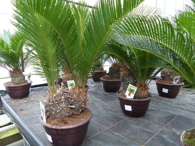 Mehrere Japanische Sagopalmfarne Cycas revoluta in Töpfen in einem hellen Gewächshaus.