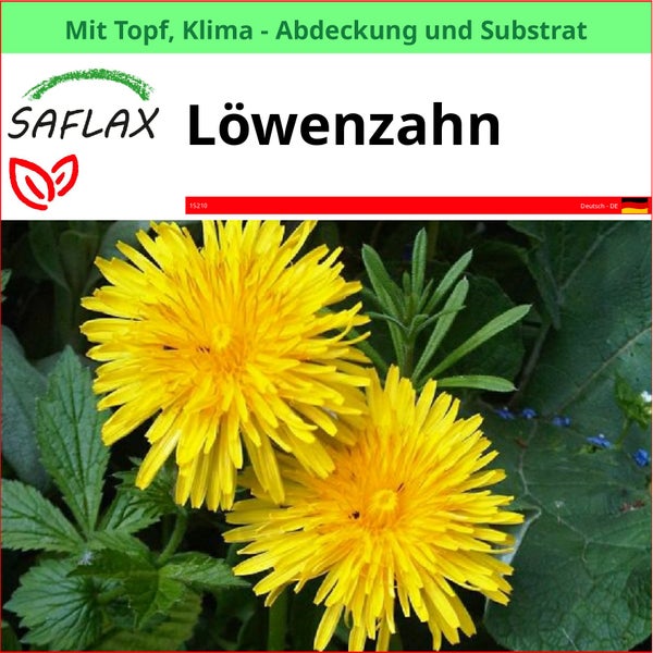 SAFLAX Garden to go - Löwenzahn - Taraxacum officinale - 200 Samen - Mit Topf, Klima - Deckel und Anzuchtsubstrat