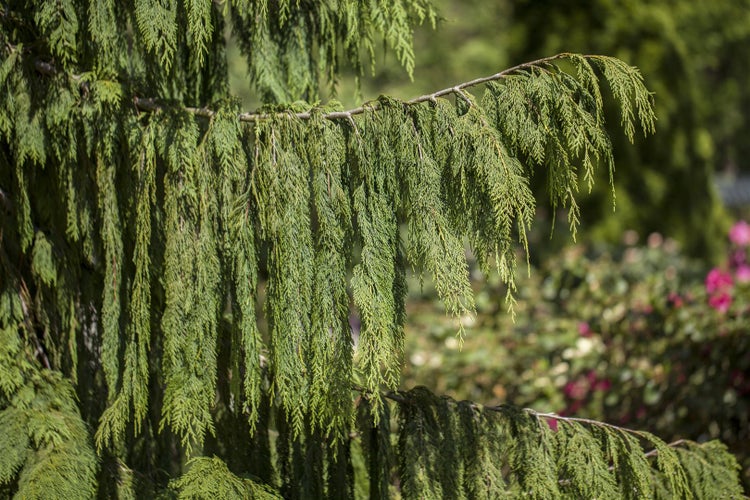 Chamaecyparis nootkatensis 'Pendula', Nootka-Scheinzypresse, 30–40 cm