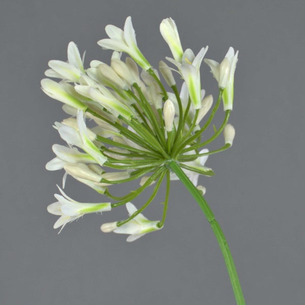 Künstliche Schmucklilie Agapanthus mit weißen Blüten.