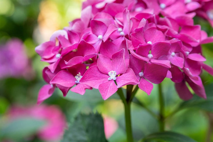 Hydrangea macrophylla 'Leuchtfeuer', Hortensie, rot, 40–60 cm
