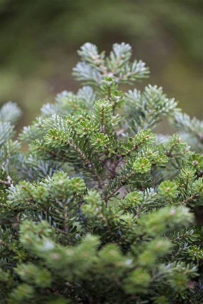 Abies koreana 'Silberperl', Koreatanne, silberne Nadeln, 12–15 cm