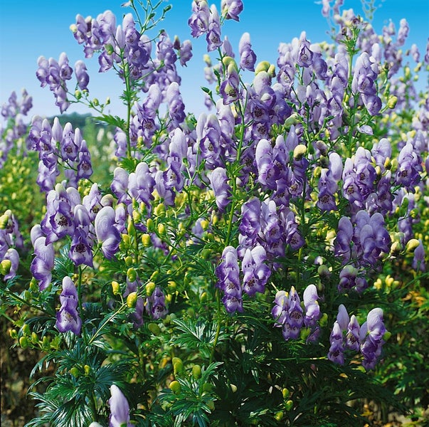 Aconitum x cammarum 'Bicolor', Eisenhut, zweifarbig, ca. 11x11 cm Topf