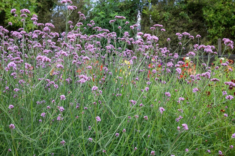 Feld mit lila Verbenenblüten im Garten