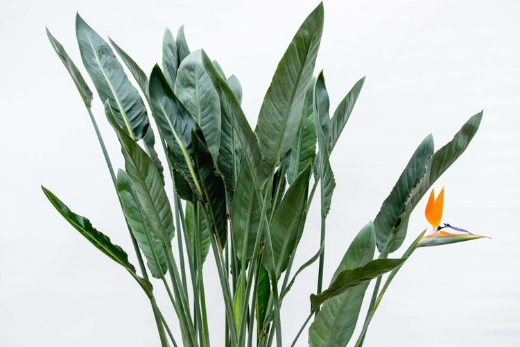 Paradiesvogelblume Reginae XL – 160 cm – ⌀30