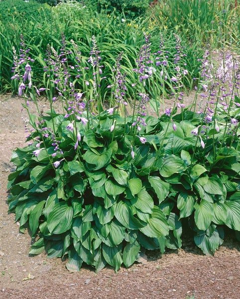 Hosta plantaginea 'Honeybells', Duftende Funkie, ca. 11x11 cm Topf