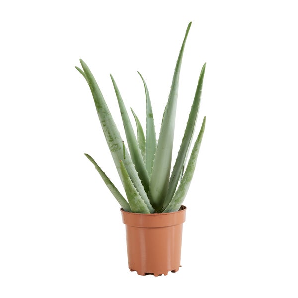 Aloe Vera Pflanze im Topf