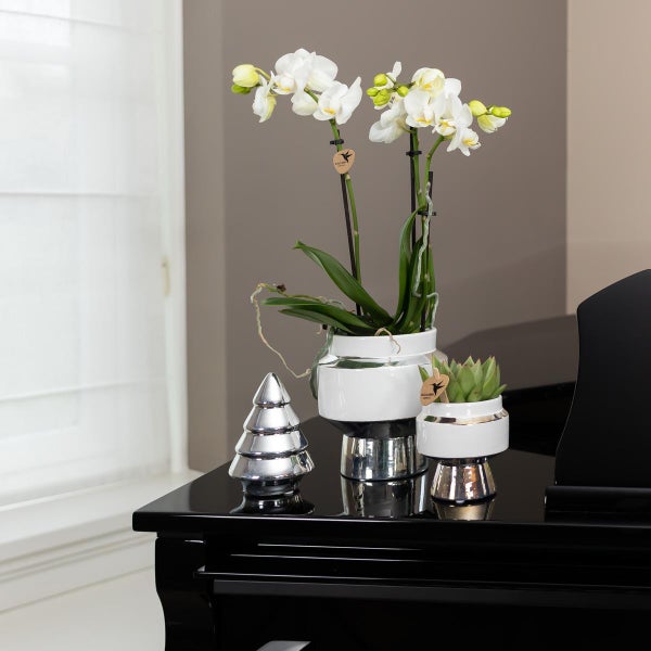 Kolibri Orchideen Weiße Phalaenopsis Orchidee Amabilis + Le Chic Deko-Topf silber Topfgröße 9cm 40cm hoch blühende Zimmerpflanze im Blumentopf frisch vom Züchter