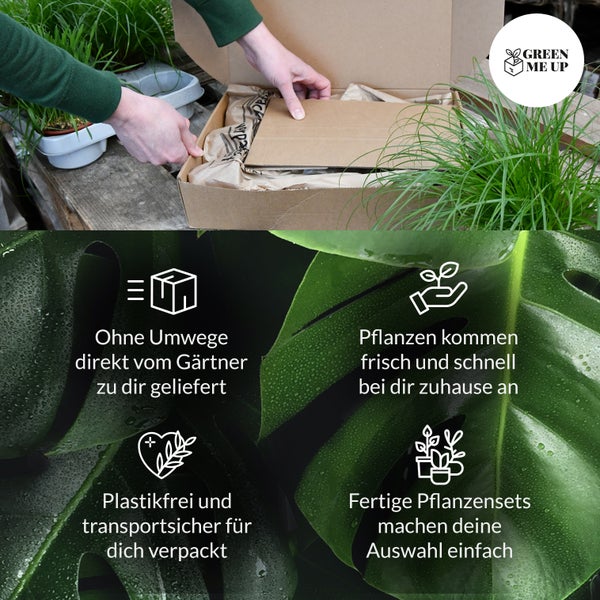 6er Katzen Box Soft PetLove