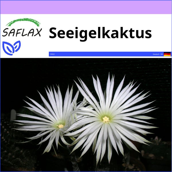 SAFLAX  - Seeigelkaktus - Echinopsis mirabilis - 40 Samen