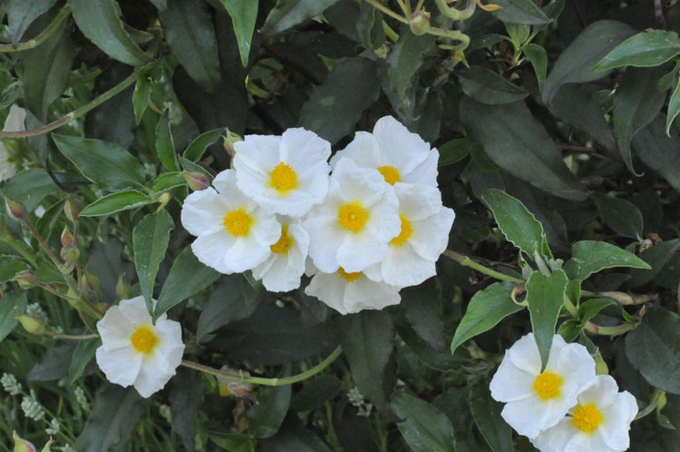 Cistus laurifolius, Zistrose, immergrün, ca. 11x11 cm Topf