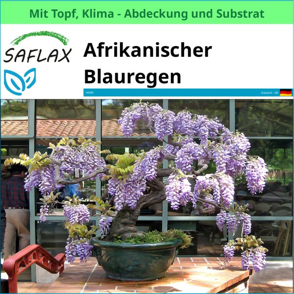 SAFLAX Garden to go - Afrikanischer Blauregen - Bolusanthus speciosus - 15 Samen - Mit Topf, Klima - Deckel und Anzuchtsubstrat