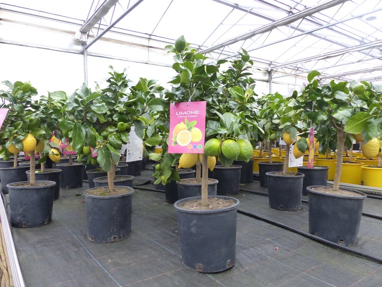 Zitronenbäume Citrus limon mit Früchten in schwarzen Kunststofftöpfen in einem hellen Gewächshaus.