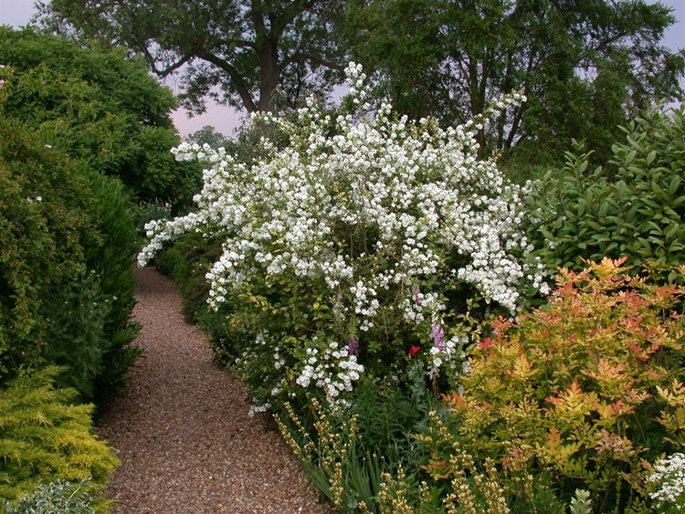 Üppiger Gartenweg mit blühenden Sträuchern und Bäumen.