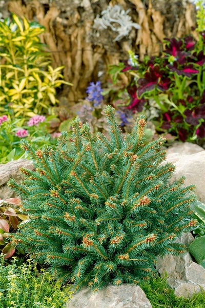 Zwergfichte im Gartenbeet zwischen Steinen und anderen Pflanzen.