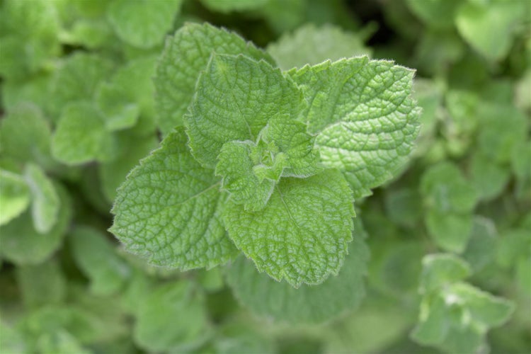 Mentha spicata 'Maroccan', Grüne Minze, aromatisch, ca. 9x9 cm Topf