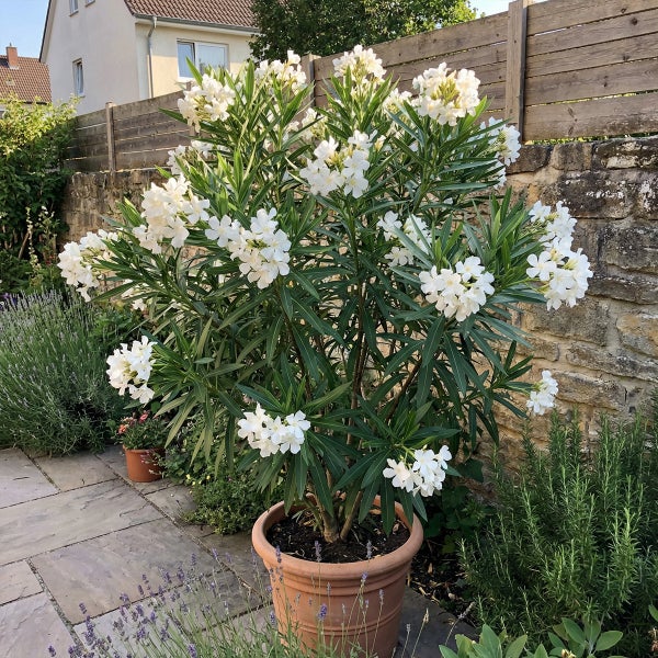 Weiß blühender Oleander im Terrakottatopf auf einer Steinterrasse in einem Garten mit Natursteinmauer und Holzzaun.