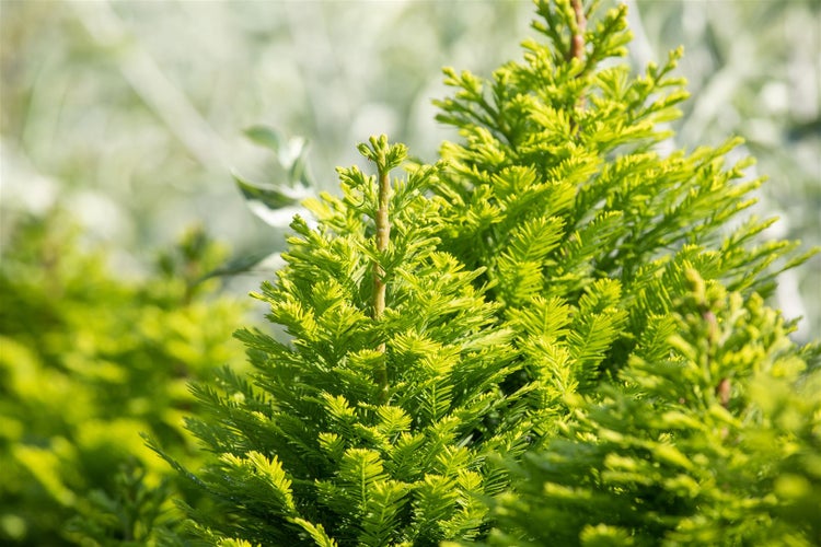 Taxodium distichum 'Peve Minaret', Sumpfzypresse, kompakt, 50–60 cm