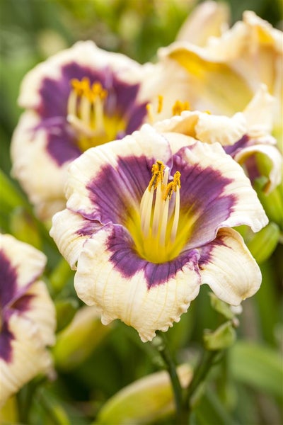 Hemerocallis x cult. 'Moonlit Masquerade', Taglilie, creme-violett, ca. 11x11 cm Topf