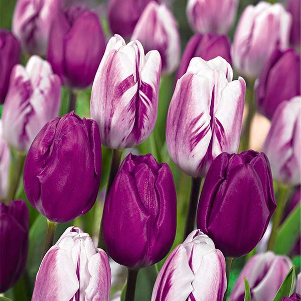 Bloomique – 20er-Mix – Tulipa Purple Mix – Lila Mix – Tulpenzwiebeln – Blumenzwiebeln – Frühlingsblüher – mehrjährige Pflanzen – wird bis zu 30–35 cm groß