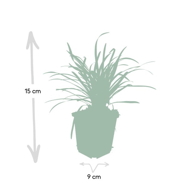 Bodendecker - Lilientraube - Liriope muscari 'Big Blue' - 9cm Topf - Set mit 6 Pflanzen
