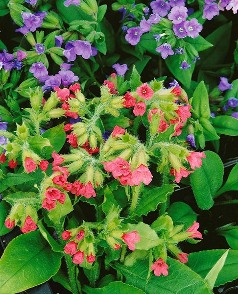 Pulmonaria rubra, Lungenkraut, rotblühend, ca. 9x9 cm Topf