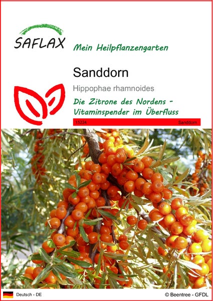 SAFLAX  - Sanddorn - Hippophae rhamnoides - 40 Samen